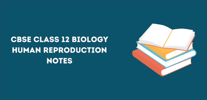 CBSE Class 12 Biology Human Reproduction Notes