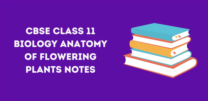 Class 11 Anatomy of Flowering Plants Notes