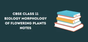 Class 11 Morphology of Flowering Plants Notes