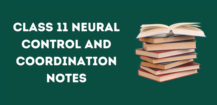 Class 11 Neural Control and Coordination Notes